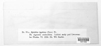 Epichloe typhina image